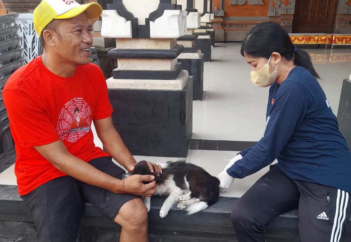 podiumnews.com-Pemerintah Denpasar Kejar Target Vaksinasi 82 Ribu Anjing